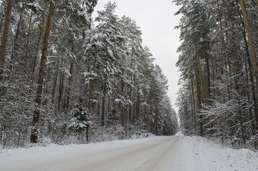 Дорога в лесу