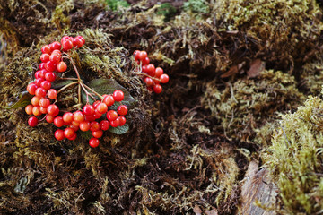 Forest Candy with fresh berries delicious cakes.