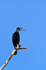 cormorant (phalacrocorax carbo )
