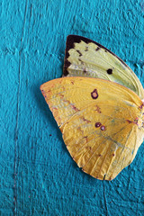 colorful butterfly wing on grunge colorful wooden panel