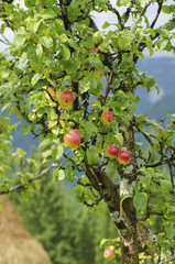 Apple tree with fruits