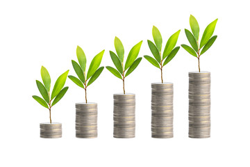 Investment concept,Trees on coins