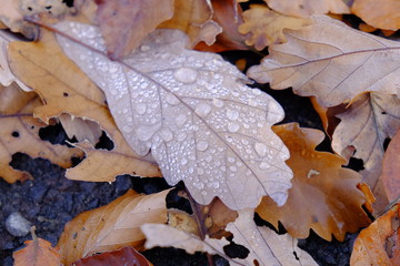 Nördlicher Steigerwald im Herbst, Unterfranken, Bayern, Deutsch