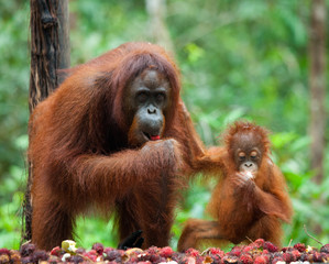 The female of the orangutan with a baby feeding place. Indonesia. The island of Kalimantan (Borneo). An excellent illustration.