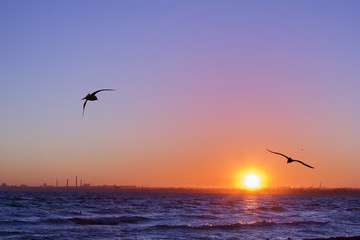 Naklejka na ściany i meble Sunset. Birds silhouettes, sun and the sea