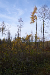 Nördlicher Steigerwald im Herbst, Unterfranken, Bayern, Deutsch