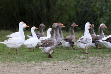 White goose walk on meadow rural scene