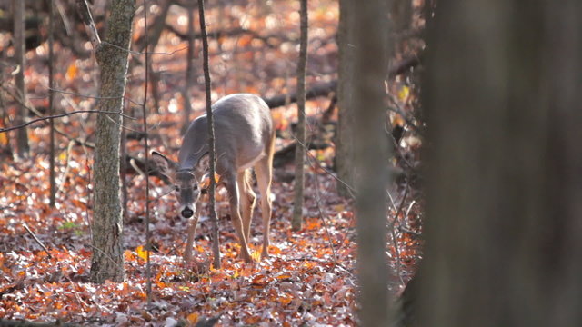 Deer walks perfectly thru autumn woods.  Camera follows perfectly.
