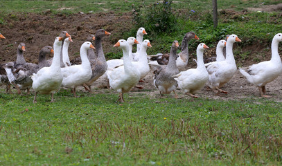  Flock of geese on green meadow in natural environment