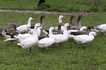 Domestic geese graze on traditional village goose farm