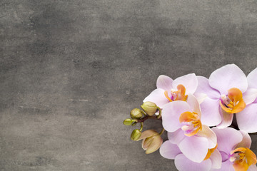 Fototapeta na wymiar Beautiful pink orchid on a gray background.