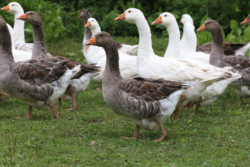 Geese graze on rural poultry farm yard