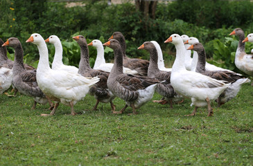 Young white geese grazing on pasture summertime