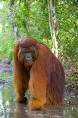 A big dominant male is standing on legs in the jungle. Indonesia. The island of Kalimantan...