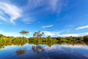 Fototapeta premium Amazon Jungle Reflections