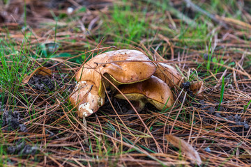 Mushrooms on the lawn in autumn. Nantes. France. 
