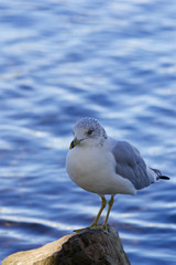 Beautiful close-up of a gull on the rock