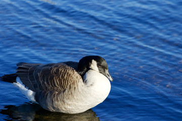 Beauiful background with the cute Canada goose