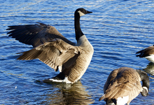 Beautiful Canada goose spreads the wings