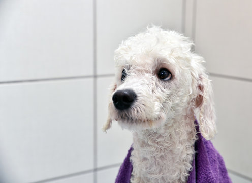 Whitet Poodle After A Bath