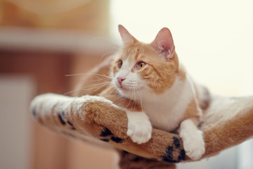 The red striped cat with red eyes