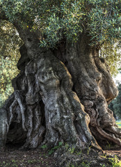 Fototapeta na wymiar uralter Olivenbaum (Apulien, Italien) #3