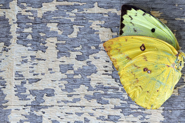 colorful butterfly wing on grunge colorful wooden panel