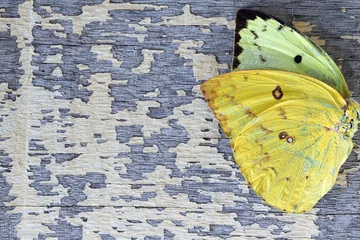 Wall murals Butterflies in Grunge colorful butterfly wing on grunge colorful wooden panel