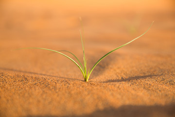 kleines Grasbüschel in der Wüste