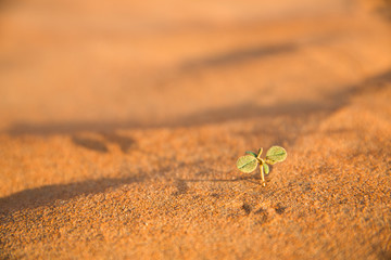 kleines Gewächs in der Wüste