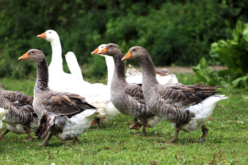 Obraz na płótnie Canvas Group of white domestic geese on the poultry farm