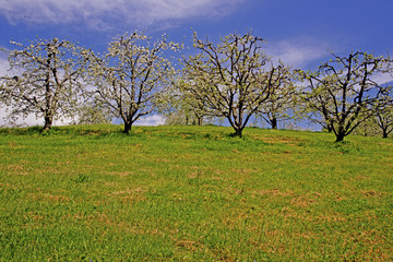 Landscape - an apple orchard in bloom beneath a clear blue sky.