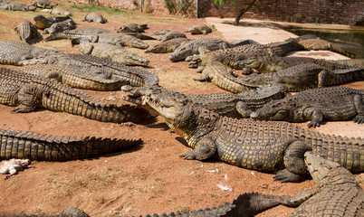 Crocodiles 