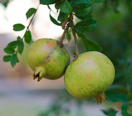 Bunch of unripe pomegranate on the tree.