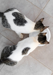 Cats drinking milk from bowl. View from above.