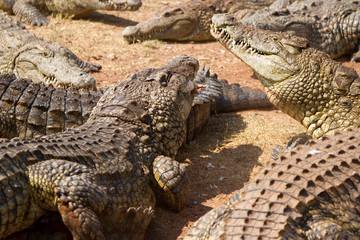 Obraz premium Crocodile