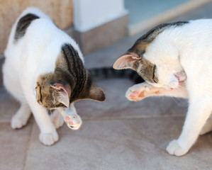 Two cats washing itself with tongue.