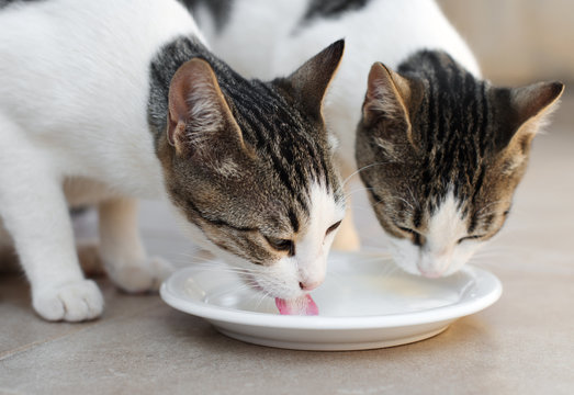 Two cats drinking milk from bowl.