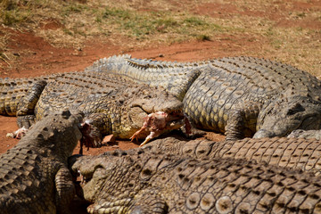 Obraz premium Crocodile