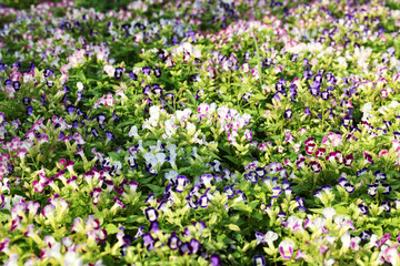 Naklejka premium colorful wishbone flower as background.