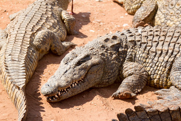 Fototapeta premium Crocodile