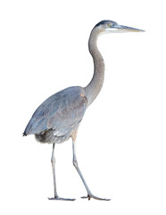 Great Blue Heron with Clipping Path