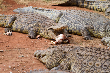 Crocodile