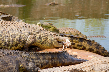 Crocodile