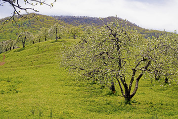 Apple orchard in bloom in spring.