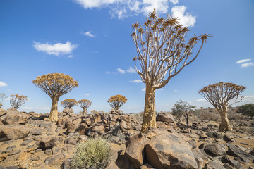 The quiver tree, or aloe dichotoma, or Kokerboom, in Namibia