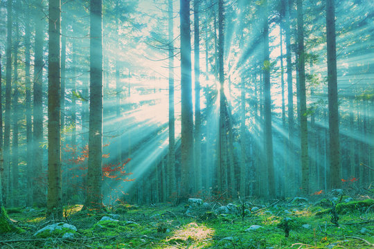 Fototapeta Magical sun rays in forest landscape. Lovely blue green color filter used.