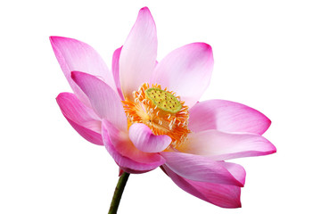 Fototapeta premium lotus flower isolated on white background