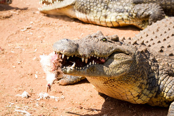 Obraz premium Crocodile