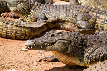 Fototapeta premium Crocodile